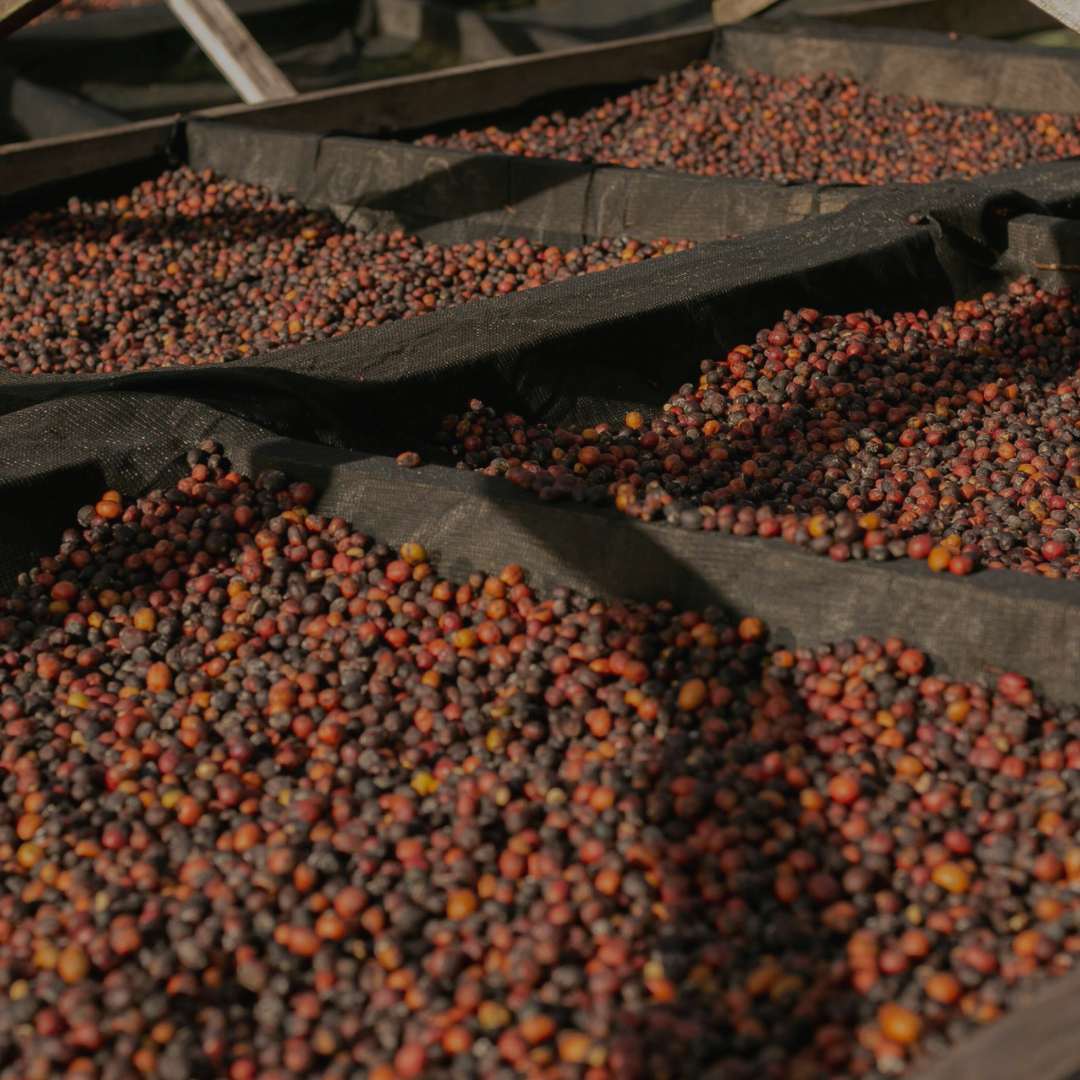 Arabica, Robusta And Why It Matters What Is In Your Cup